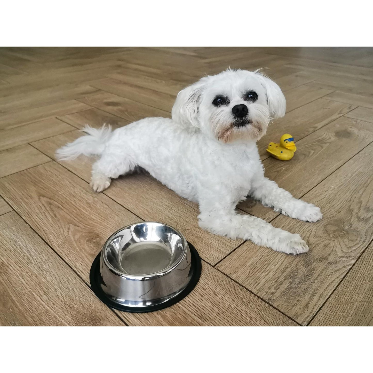 Castron Metalic pentru hranire animale de companie - 22cm-4