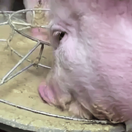 Aditiv Îngrășare Animale – Calciu Furajer Vitaminizat