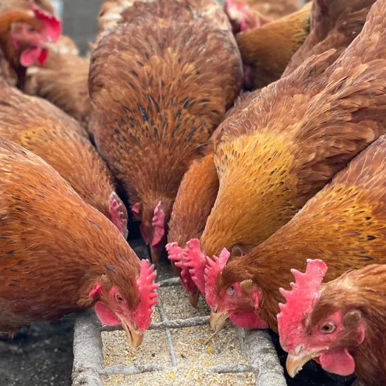 Aditiv Îngrășare Animale – Calciu Furajer Vitaminizat