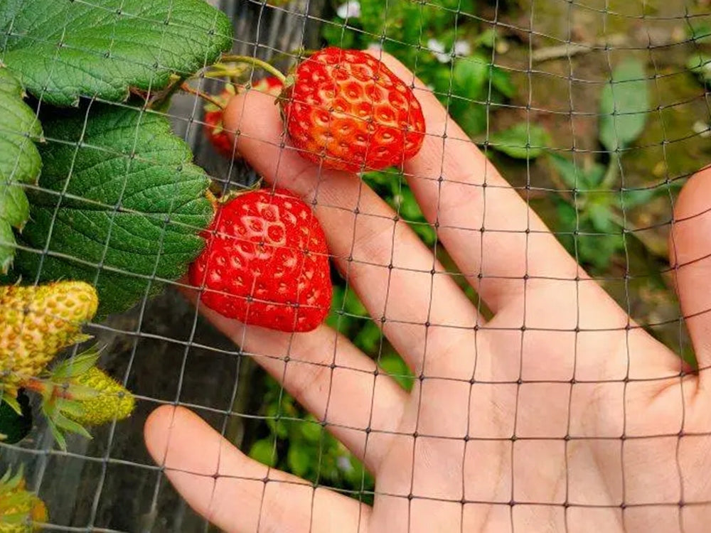 Plasă de protecție împotriva păsărilor, rezistentă, deasa, pentru protectia gradinii