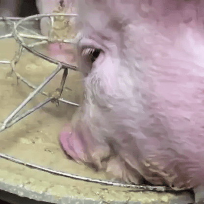 Aditiv Îngrășare Animale – Calciu Furajer Vitaminizat