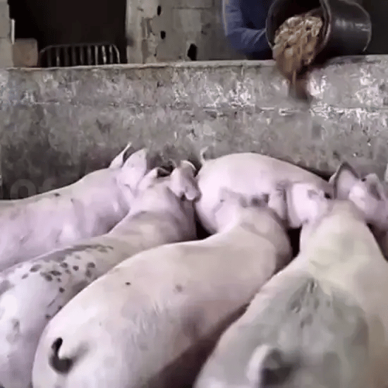 Aditiv Îngrășare Animale – Calciu Furajer Vitaminizat