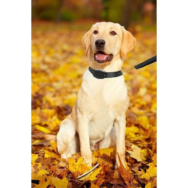 Lesa retractabila pentru caini cu zgarda corectoare, Lucky Leash L/XL